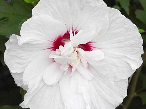 Ketmia syryjska Bricutts C2 na Arena.pl
