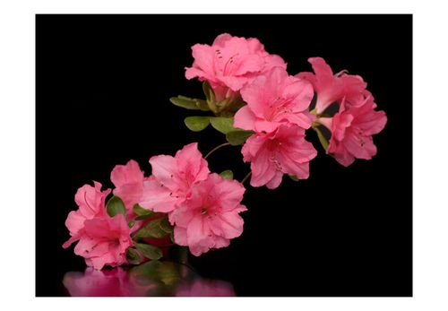 Fototapeta - Azalea in Black 200x154 na Arena.pl