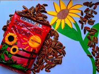 Słonecznik MIRASOL z przyprawami 150 g + GRATIS