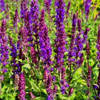 Szałwia omszona Niebieska 'New Dimension Blue' (Salvia nemorosa) W Doniczce