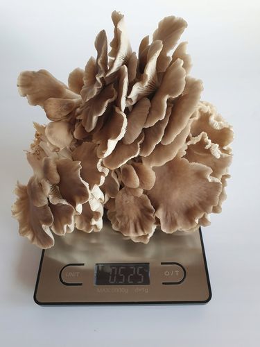 Grzybnia do uprawy domowej boczniak łyżkowaty na Arena.pl