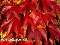 Winobluszcz trójklapowy 'Veitchii' w doniczce P11, wysokość 40-60 cm