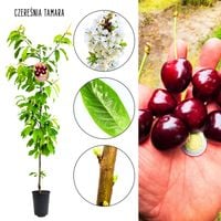 Czereśnia Tamara deserowa odmiana czereśni mrozoodporna  180-220 cm