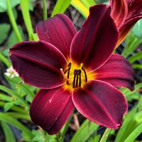 Liliowiec 'Black Emanuelle' Bordowy Czerwony (Hemerocallis) Doniczka 2.0L