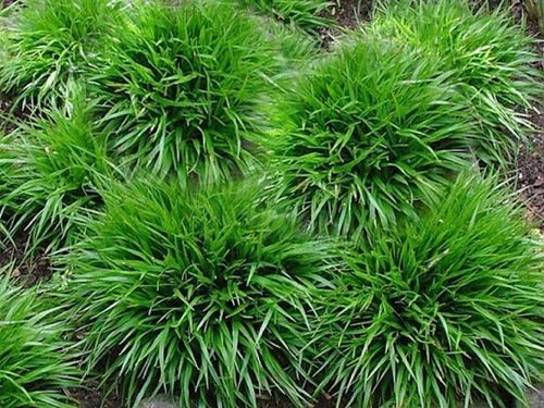 Kosmatka owłosiona IGEL Luzula Trawa do cienia Sadzonki w doniczkach na Arena.pl