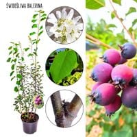 Świdośliwa Balerina wiosenne kwitnienie KRZEW 40-70 cm