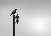 Plakat 70x50cm Samotny Postój Kruka