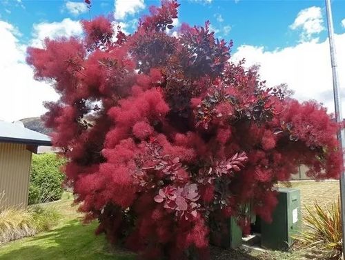 PERUKOWIEC PODOLSKI czerwony oryginał - sadzonki 30 / 40 cm na Arena.pl