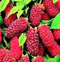 MALINOJEŻYNA BEZKOLCOWA DUZY OWOC duża sadzonka