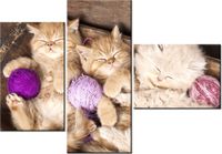 100CM 80 OBRAZ 3 ELEM ŚPIĄCE KOTY MISCE ŚCIENNY