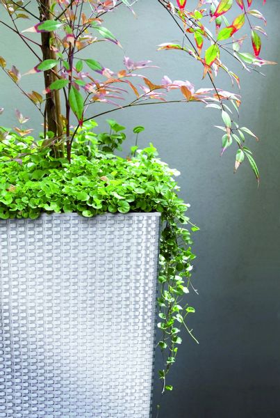 Doniczka Rattan DRTS300 + wkład + platforma jezdna zdjęcie 9