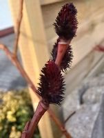 Wierzba Melanostachys rewelacja czarne kotki