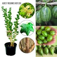Agrest Mucurines rosyjski zielony odporny KRZEW 40–80 cm