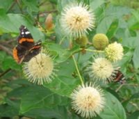 product-compare-48113271