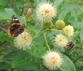 GUZIKOWIEC ZACHODNI - sadzonki w doniczkach