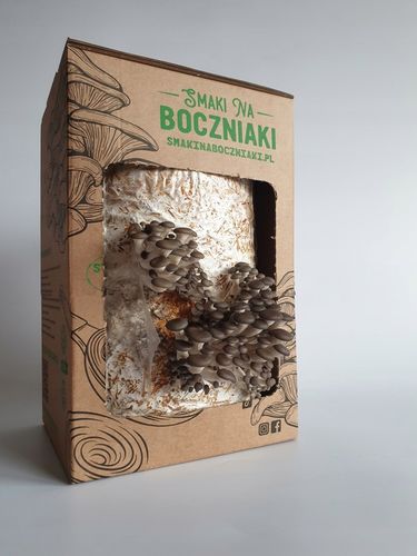 Grzybnia do uprawy domowej boczniak ostrygowaty na Arena.pl