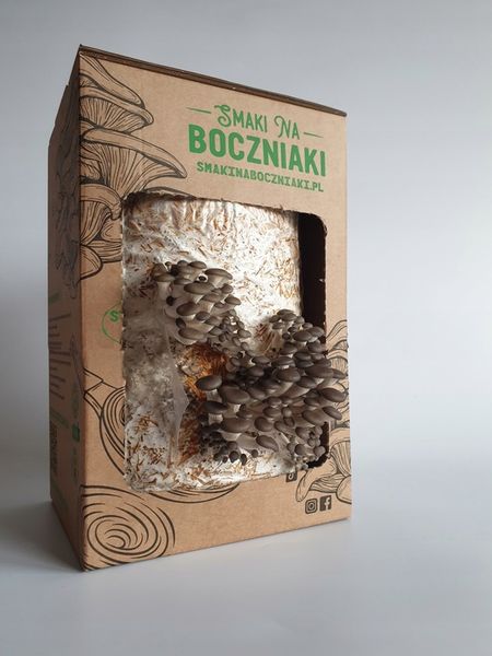 Grzybnia do uprawy domowej boczniak ostrygowaty zdjęcie 4