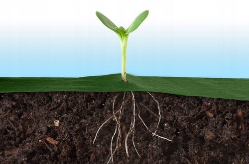 AGROWŁÓKNINA AGROTKANINA UV NA CHWASTY 1,6x100m + 100 SZPILEK na Arena.pl