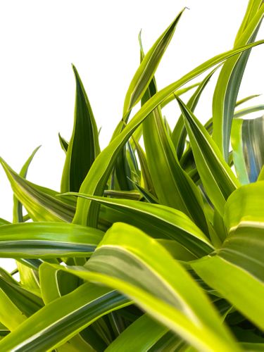 DRACENA LEMON LIME 160 cm na Arena.pl