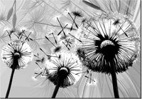 100 70CM OBRAZ PŁÓTNO BIAŁE DMUCHAWCE SZARYM TLE PŁÓTNO RAMA