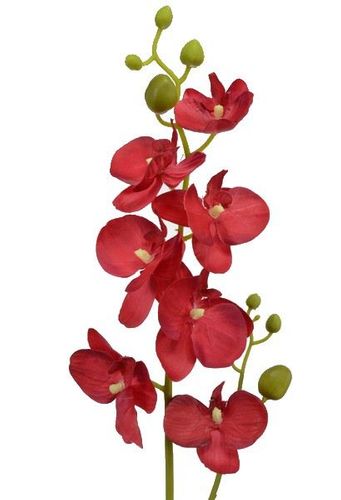 Storczyk z pędem czerwony na Arena.pl