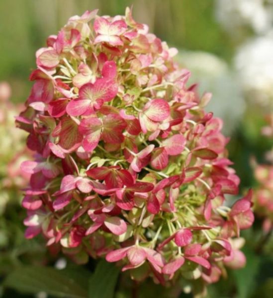 HORTENSJA GRAFFITI - sadzonki w doniczkach zdjęcie 1