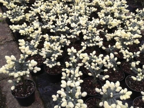 Świerk kłujący BIAŁOBOK Piękna barwa Szczepiony Sadzonki w doniczkach C3 na Arena.pl