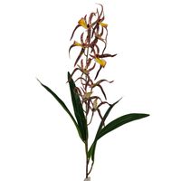 Storczyk pojedynczy gumowany żółto brązowy