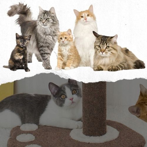 DRAPAK DLA KOTA DOMEK LEGOWISKO SŁUPEK + ZABAWKA na Arena.pl