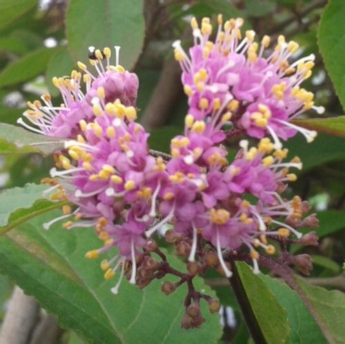 PIĘKNOTKA PROFUSION - sadzonki w doniczkach na Arena.pl