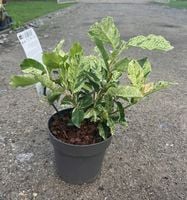 Głogownik zimozielony PINK CRISPY do 150 cm piękny