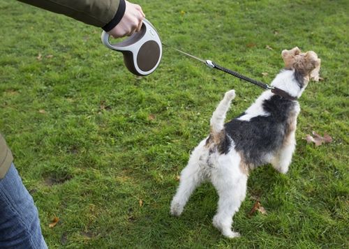 FLEXI L=8m automatyczna smycz dla psów do 50kg na Arena.pl