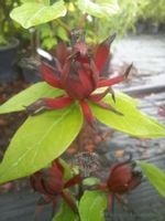 Kielichowiec wonny sadzonka aromat rabaty krzew