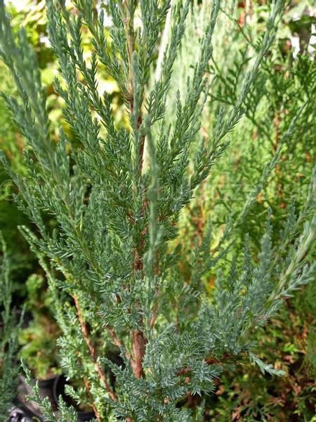 Jałowiec skalny Blue Arrow forma strzelista zdjęcie 2