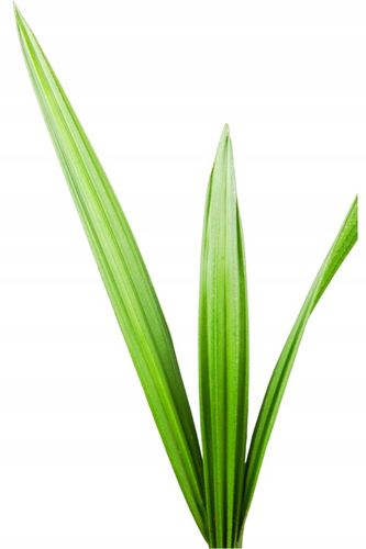 Jubaea Chilensis palma mrozoodporna 20-30cm na Arena.pl