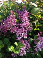 C2 LILAK MEYERA PALIBIN 30-40 CM.