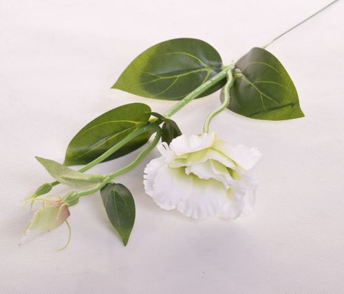 Eustoma białozielona na Arena.pl