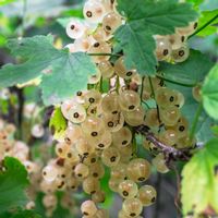 Porzeczka BIAŁA Z JUTERBOG Sadzonki w doniczkach