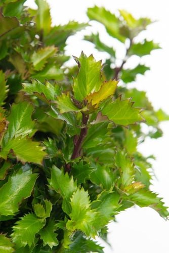 Ostrokrzew Meservy 'Little Rascal' Miniaturowy Karłowy (Ilex ×meserveae) na Arena.pl