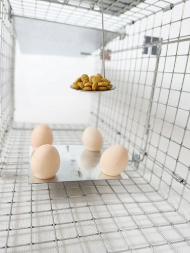 ŻYWOŁAPKA PUŁAPKA NA KUNY SZCZURY ŁASICE NORKI TCHÓRZE ŁASKI ŁAPKA na Arena.pl