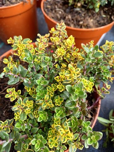 Macierzanka cytrynowa Gold Stream miododajna na Arena.pl