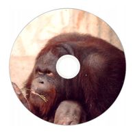 Nadruk na płycie Maxell DVD-R 4,7G 16x 026