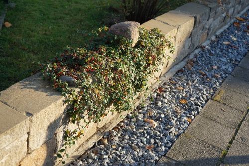 Irga szwedzka 'Ursynów' (Cotoneaster suecicus) Doniczka 1.0L na Arena.pl