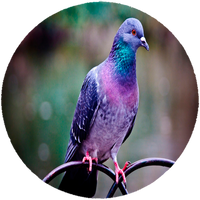 Opłatek na tort Gołębie