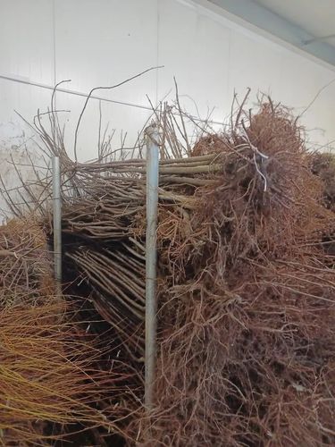 DRZEWKA OWOCOWE Pakiet 6 sztuk mix odmian na Arena.pl