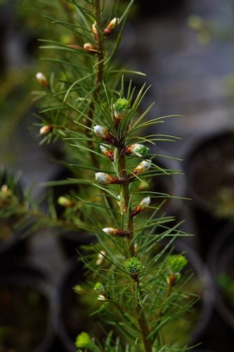 Daglezja Zielona  Pseudotsuga Menziesii  SADZONKI 50/80cm J. Douglasa na Arena.pl