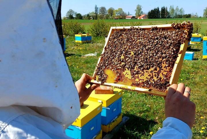 MIÓD LIPOWY - 1,2KG - PASIEKA KASZUBSKA zdjęcie 2