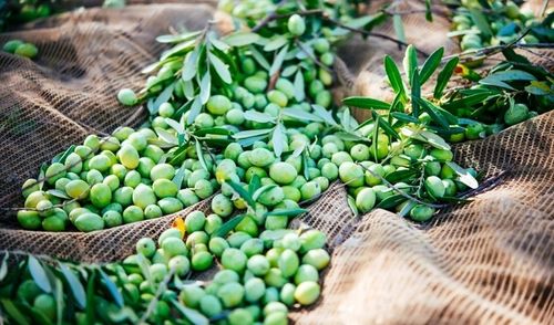 Włoska oliwa extra vergine z Sycylii 500ml|Olio Mio ŚWIEŻY ZBIÓR 10-11.2024 na Arena.pl