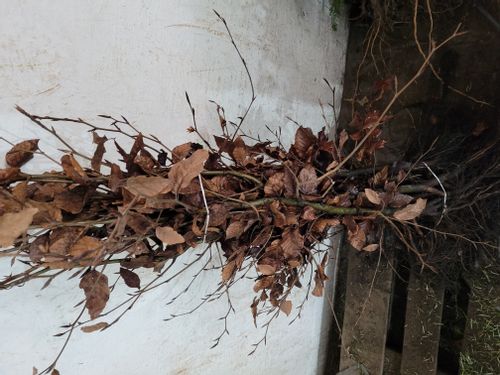 Buk pospolity Żywopłot 120/150cm Szkółkowane rośliny na Arena.pl