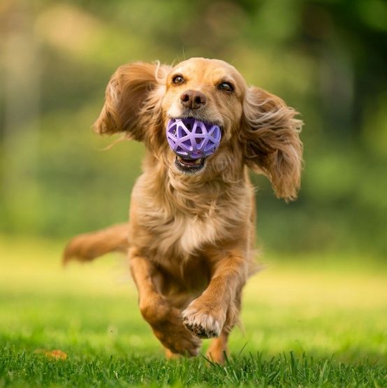 Toby's Choice Spiderweb Ball Small [TC10026] zdjęcie 2
